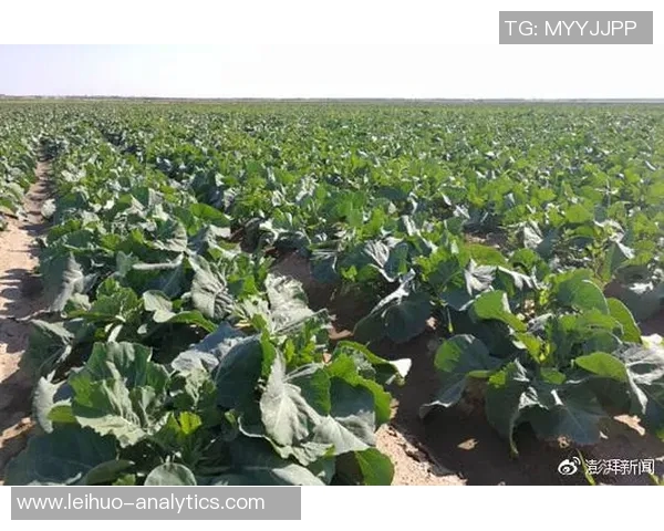 姚明环保塑胶助力绿色未来推动可持续发展与生态保护新理念